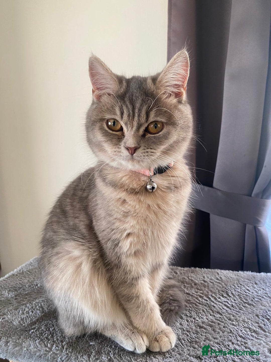 British Shorthair cats for sale: British Shorthair - Image 1
