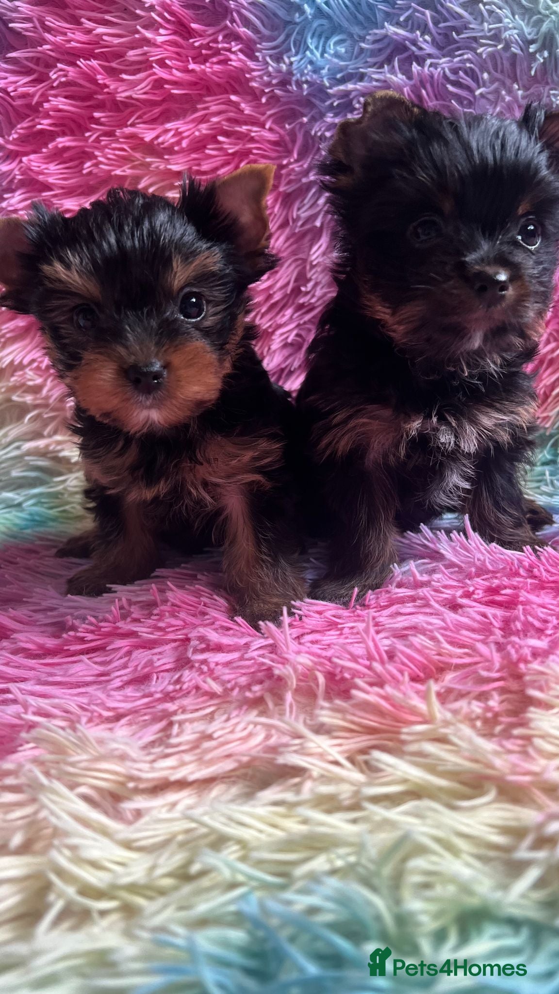 Yorkshire Terrier dogs Tiny pedigree Yorkie pups.  - Advert 2
