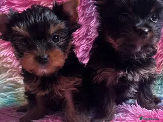 Yorkshire Terrier dogs Tiny pedigree Yorkie pups. - Advert 2