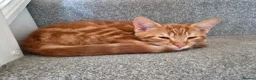 Mixed Breed cats for sale: 3 male ginger kittens ready for rehoming in Kidderminster - Advert 15
