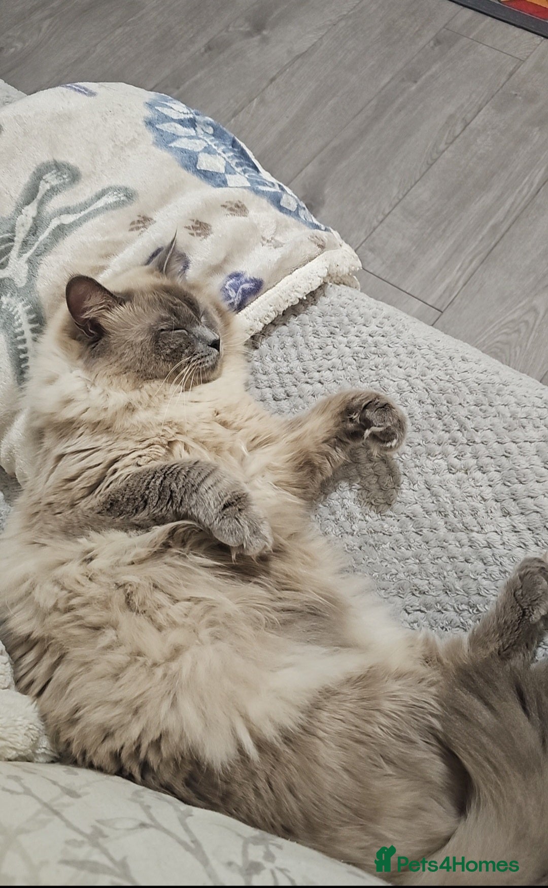 Ragdoll cats for sale: 5 Beautiful Ragdoll kittens for sale 💞 - Advert 18