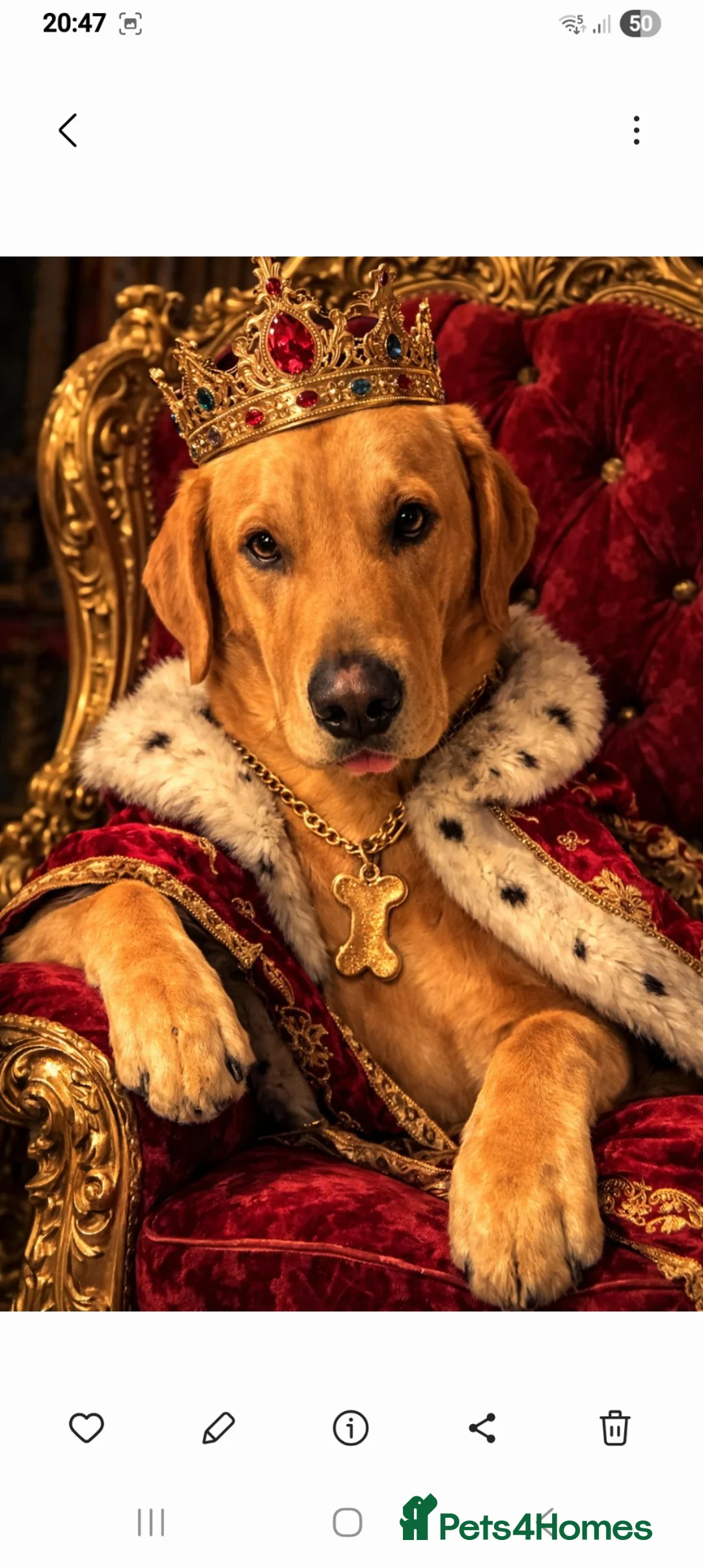 Labrador Retriever dogs for stud: KC registered Dog for STUD - Advert 4