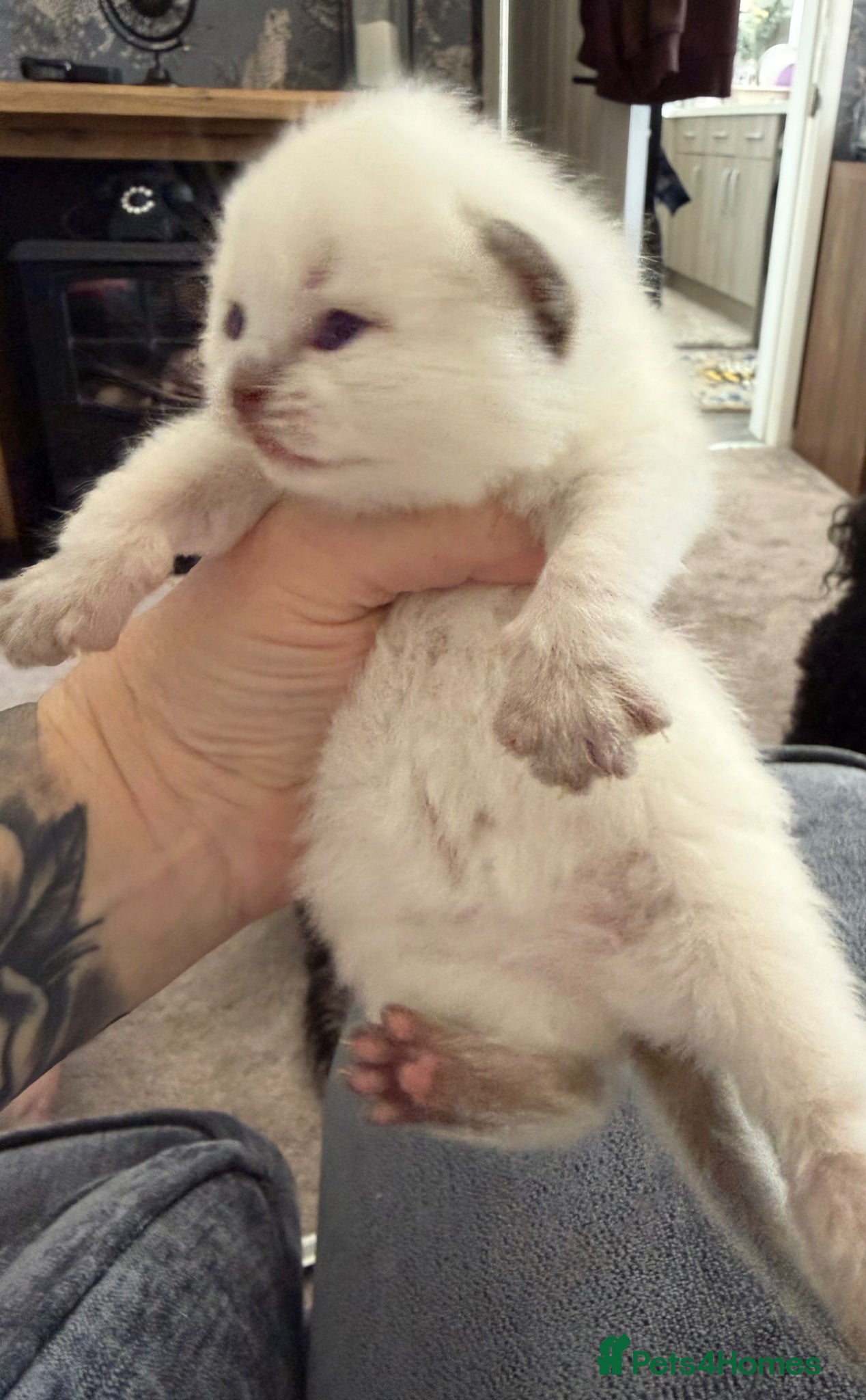 British Shorthair cats Silver  tabbies, chocolate colourpoint  - Advert 1