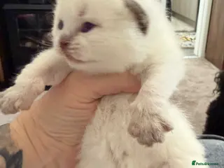 British Shorthair cats Silver tabbies, chocolate colourpoint - Advert 1