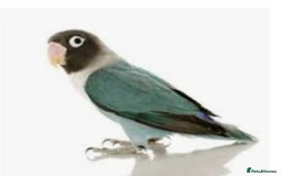 Lovebirds birds for sale: Lovebirds for sale  - Image 11