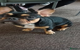 French Bulldog dogs for sale: French bulldog - Image 1