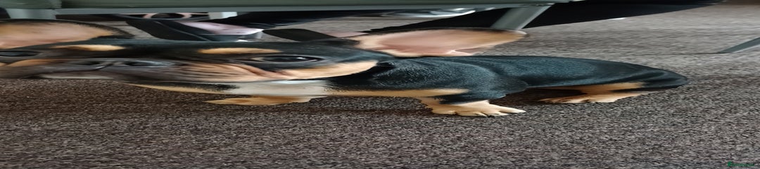 French Bulldog Puppy 2