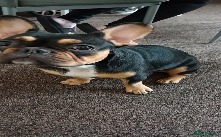 French Bulldog dogs - Advert 2