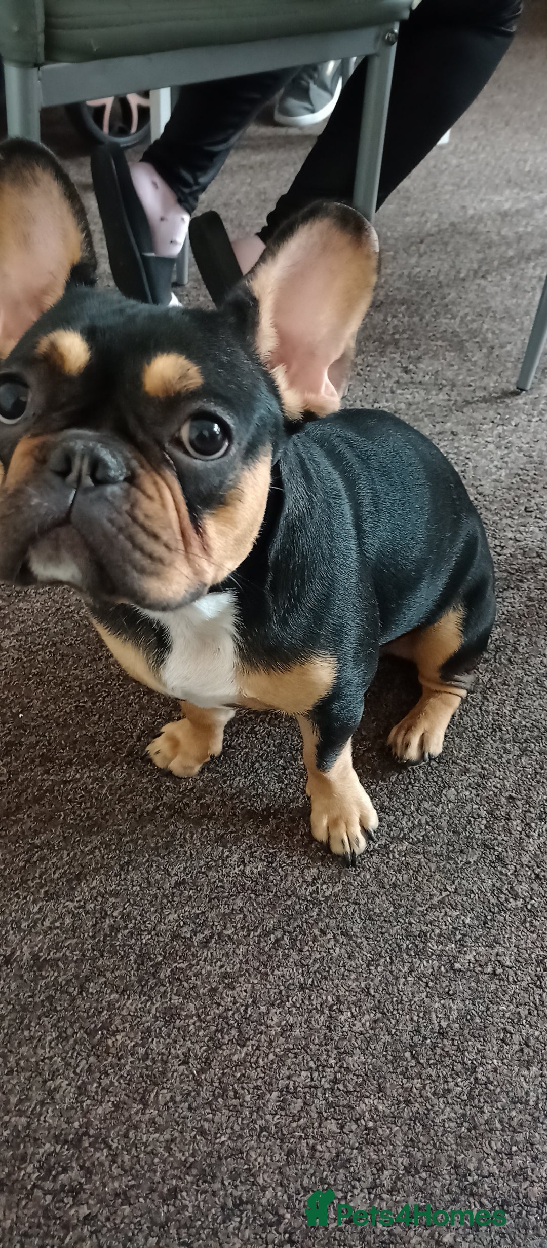 French Bulldog dogs for sale: French bulldog - Image 1