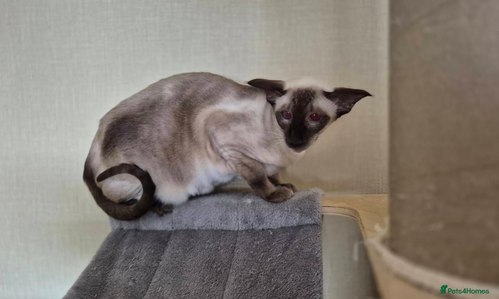 Siamese cats Beautiful RETIRED Siamese girl - Advert 7