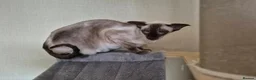 Siamese cats for sale: Beautiful RETIRED Siamese girl - Advert 1