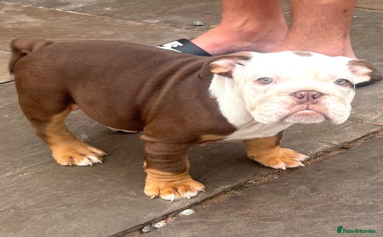 English Bulldog dogs - Advert 10