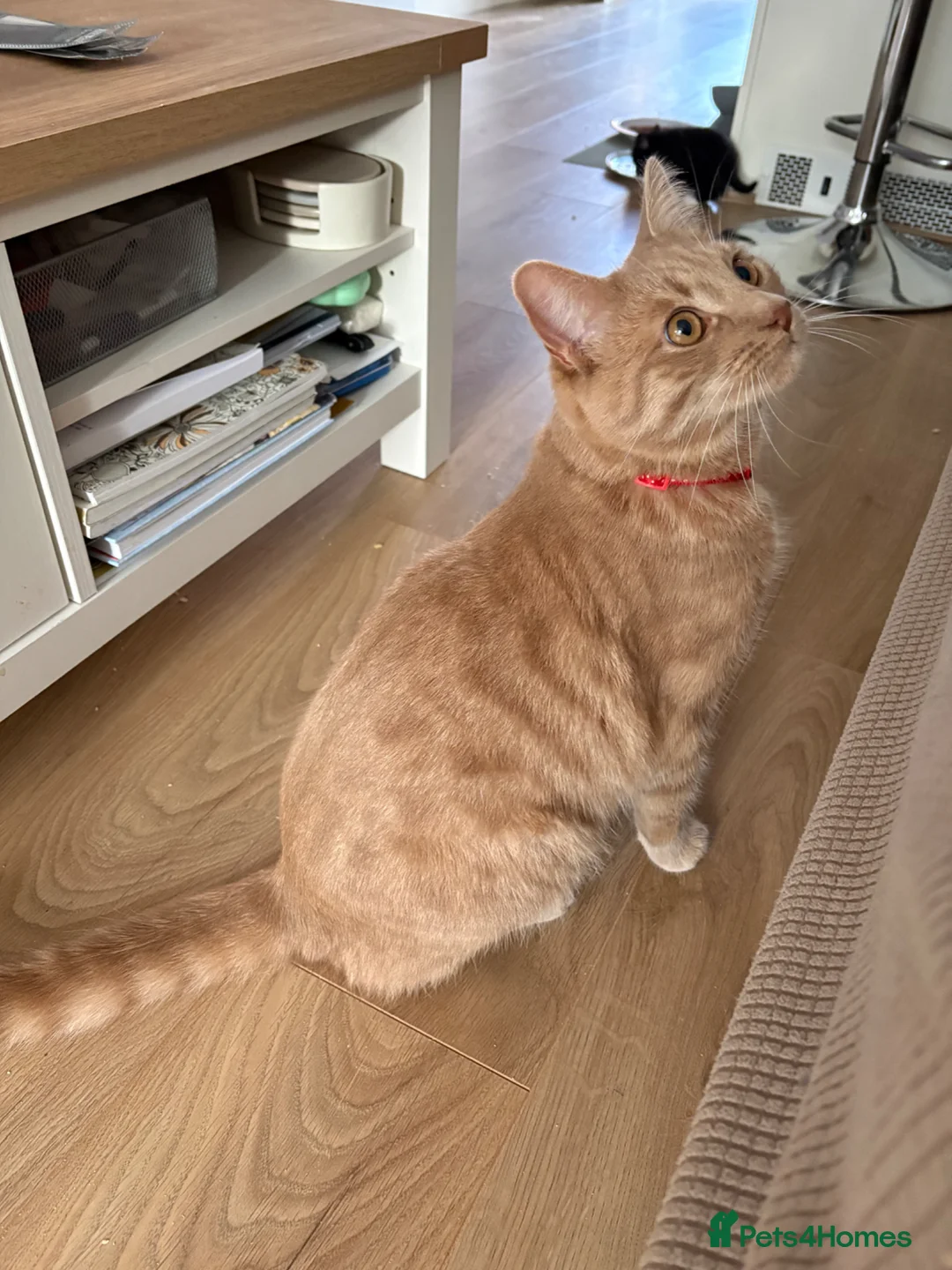 Domestic Shorthair cats for sale: Simba in Kidlington - Advert 3