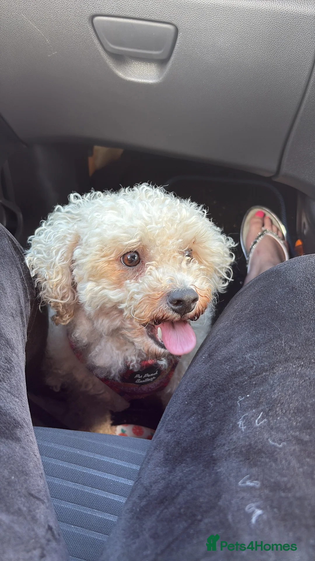 Bichon Frise dogs for sale: Precious - Advert 2