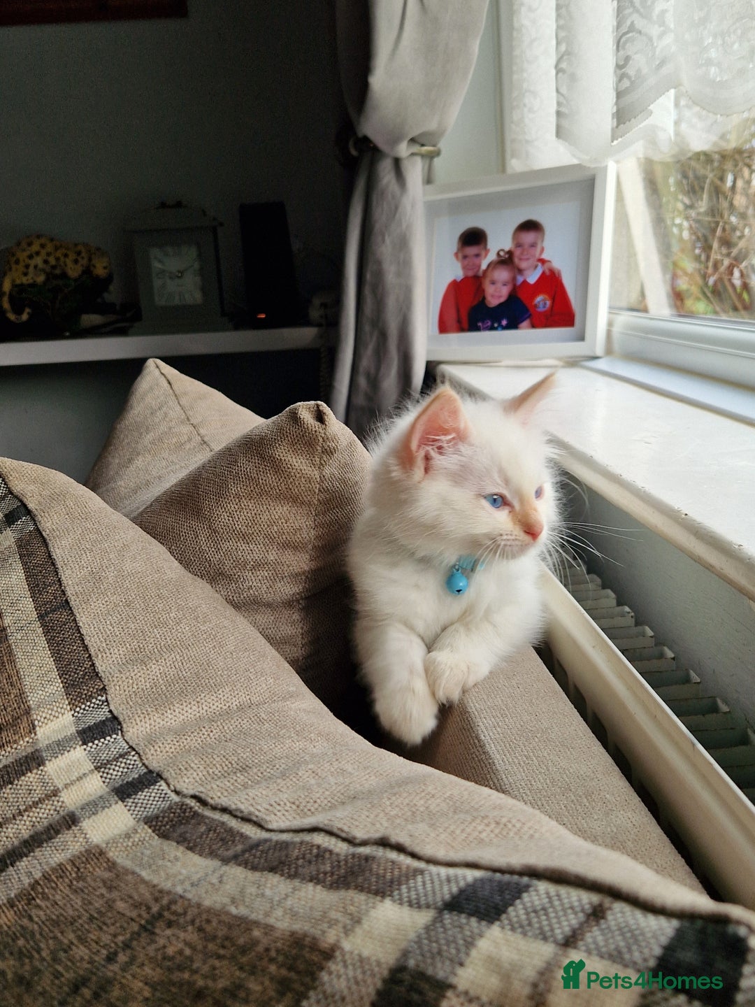 Ragdoll cats for sale: Beautiful Ragdoll Kitten  - Image 13