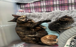 Domestic Shorthair cats for sale: Tabby kittens - Image 1