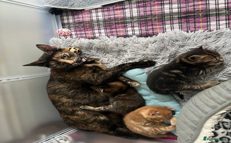 Domestic Shorthair cats - Advert 4