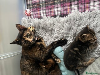 Domestic Shorthair cats for sale - Advert 1