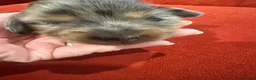 Miniature Dachshund dogs for sale: 7 gorgeous  dapple & isabella grey mini dachsunds  - Advert 4