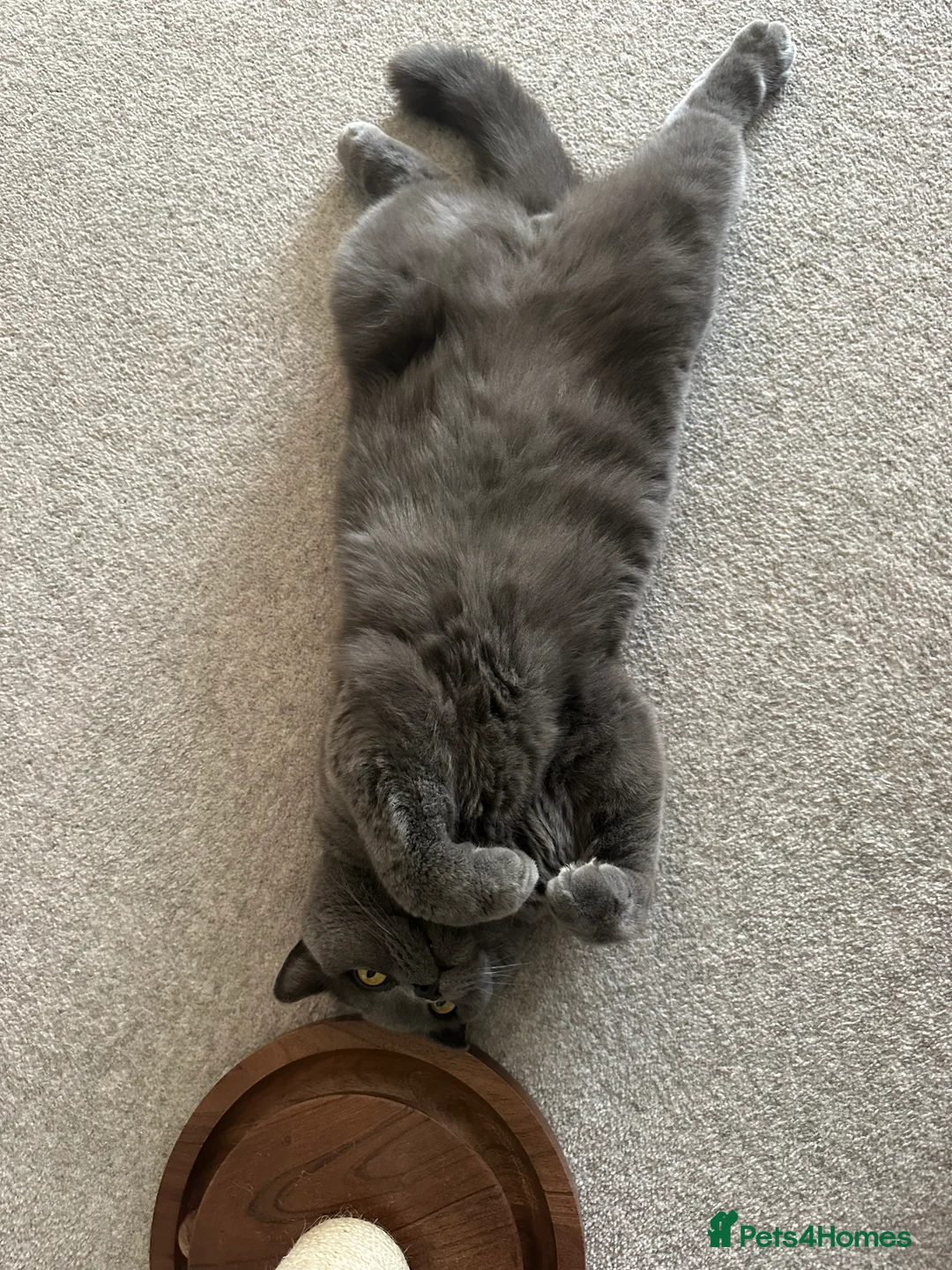 British Shorthair cats for sale: Lovely British Blue boy looking for new home - Advert 2