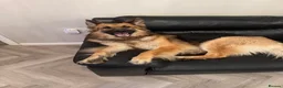 German Shepherd dogs for sale: Good home required - Advert 2