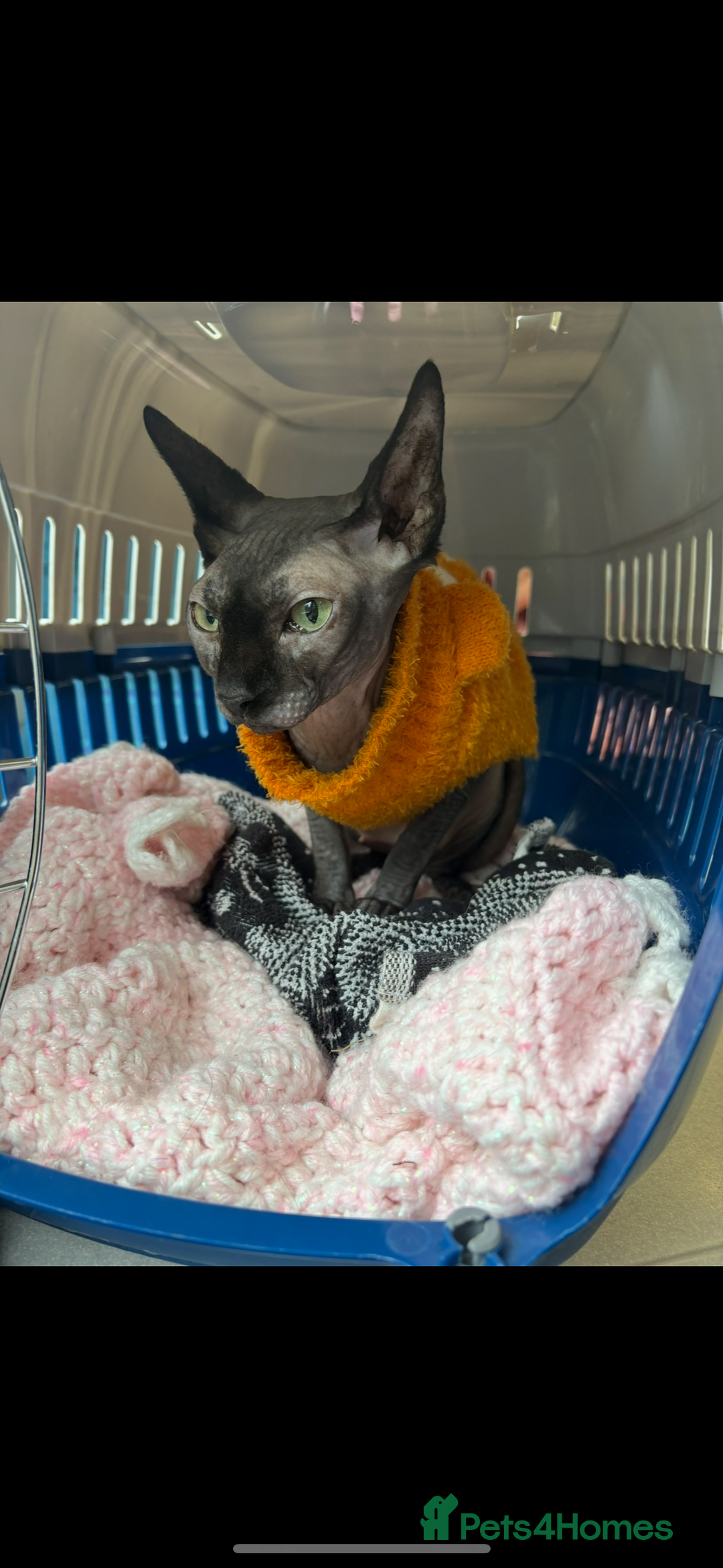 Sphynx cats for sale: Beautiful sweet spynx  - Advert 5