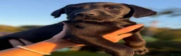Labrador Retriever dogs for sale: KC Labrador Puppies from Health tested parents  - Advert 1