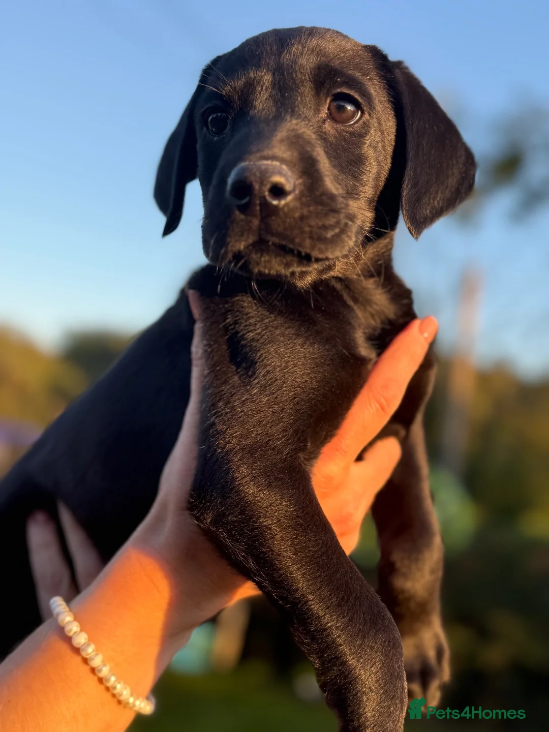 Labrador Retriever dogs for sale: KC Labrador Puppies from Health tested parents  - Advert 1