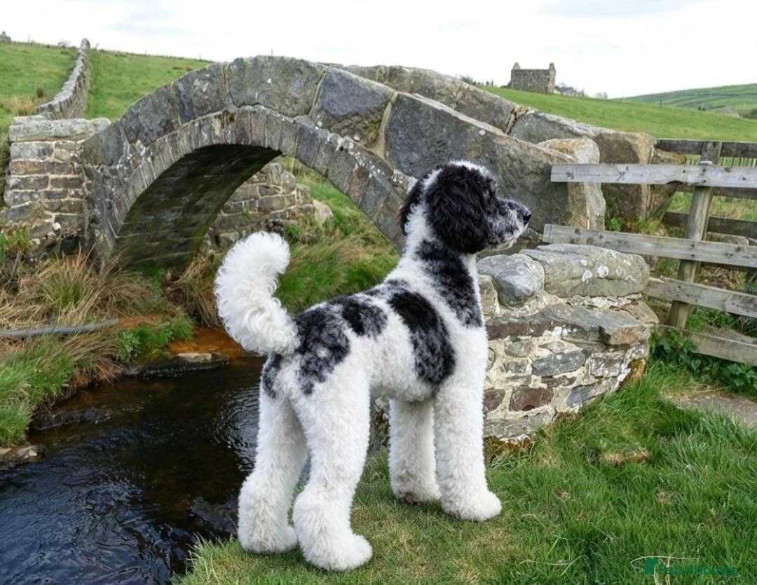 Goldendoodle dogs for stud: Stunning Blue Parti Goldendoodle - Advert 2