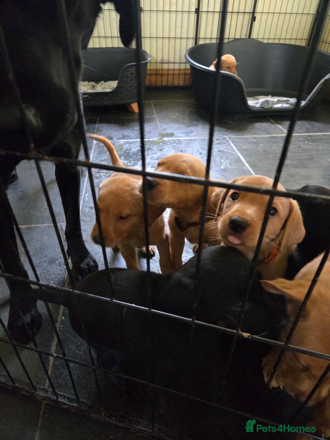 Labrador Retriever dogs for sale: Stunning litter of Fox Red and Black Labradors - Image 32