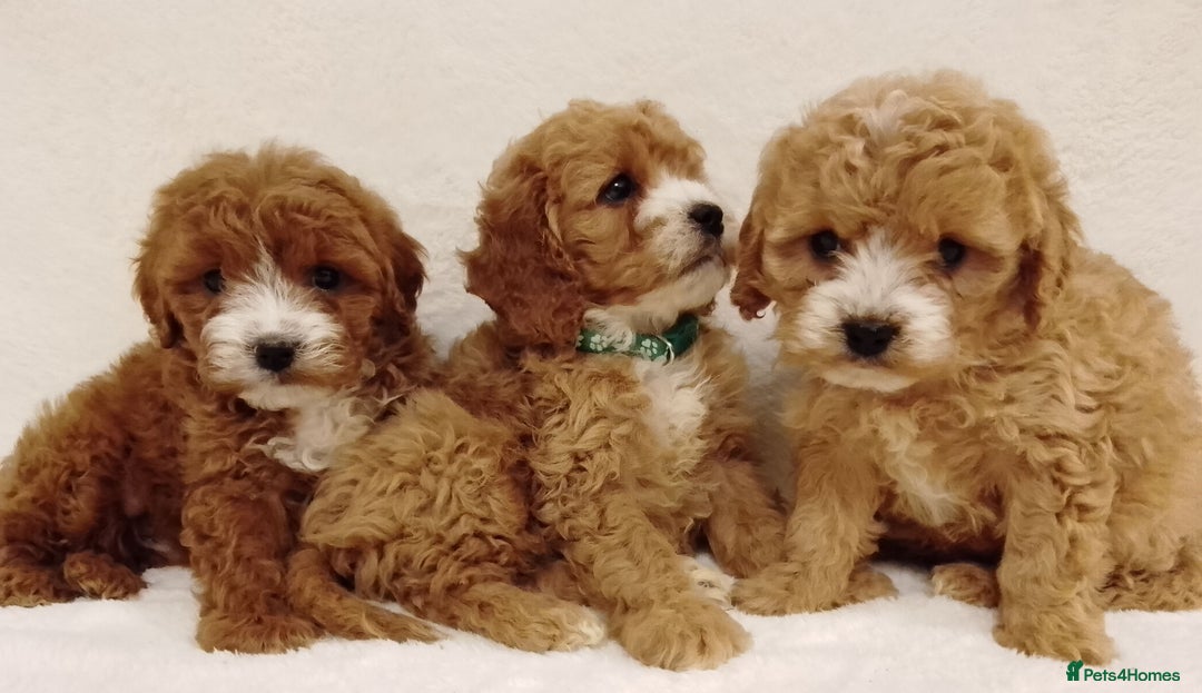 Cavapoo dogs for sale: Cavapoo puppies. - Image 4