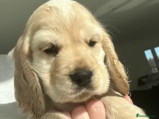 Cocker Spaniel dogs Super Cute little boy NOW READY! - Advert 1