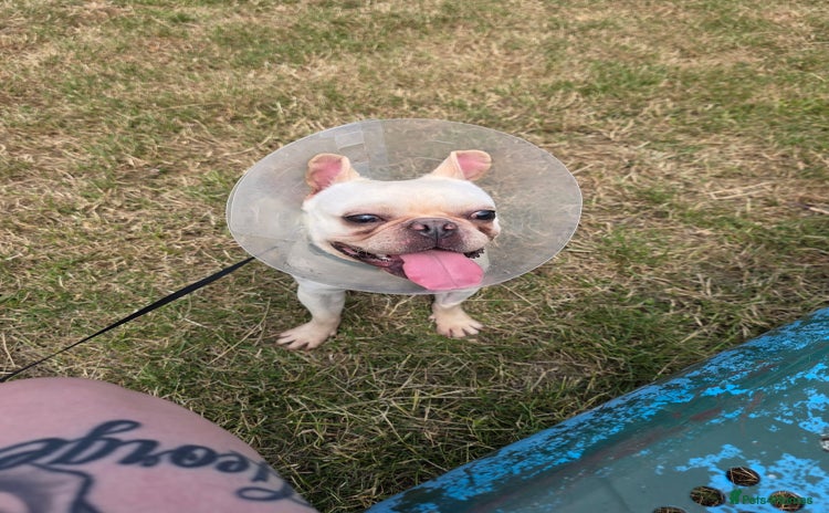 French Bulldog dogs - Advert 7