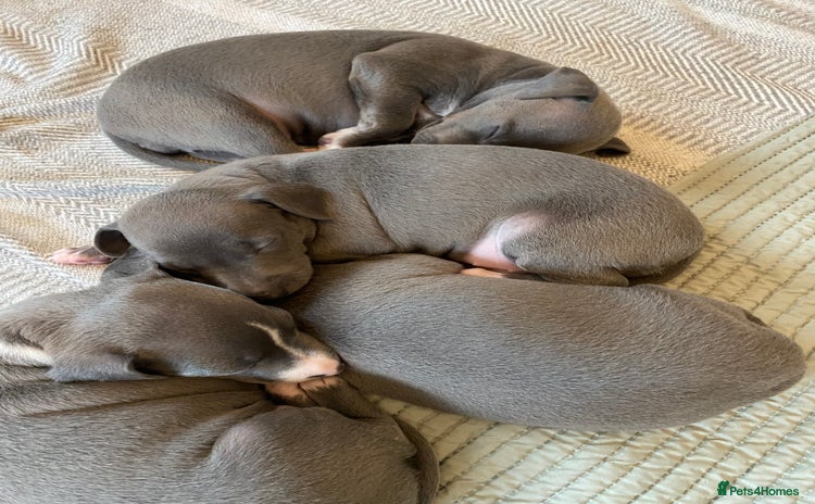 Italian Greyhound dogs - Advert 16