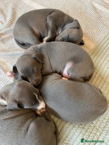 Italian Greyhound dogs - Advert 1