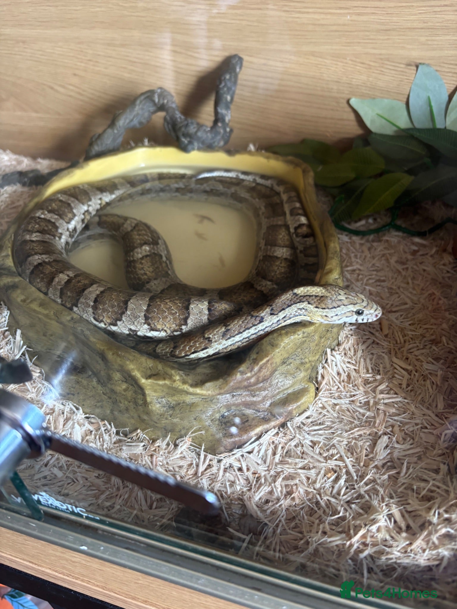 Corn Snake reptiles Corn Snake looking for a new home - Advert 1