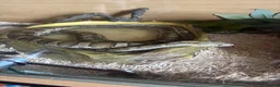 Corn Snake reptiles for sale: Corn Snake looking for a new home in Derby - Advert 1