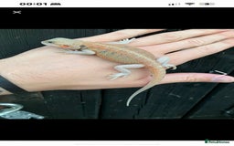 Bearded Dragon reptiles for sale: Alan - Male bearded dragon  - Advert 3