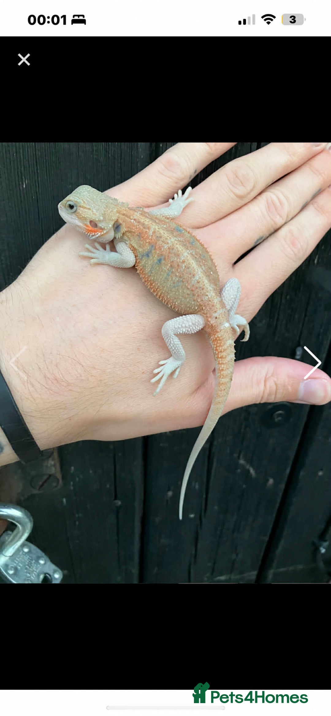 Bearded Dragon reptiles for sale: Alan - Male bearded dragon  - Advert 3