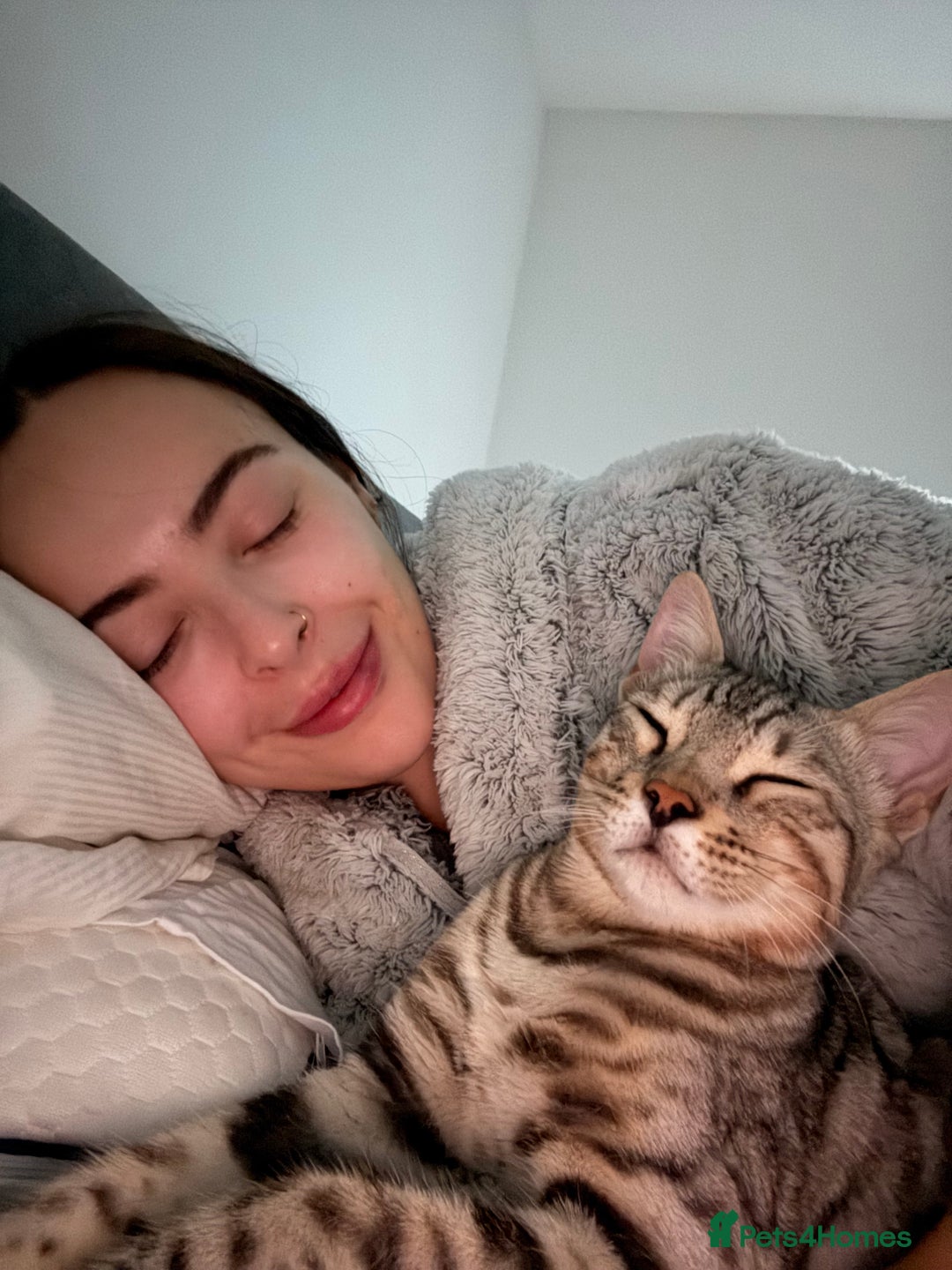 Bengal cats for sale: Loving Home Wanted for Male Bengal – Theo  - Advert 6