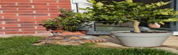 Tortoise reptiles for sale: Sulcuta Tortoise  in Doncaster - Advert 2