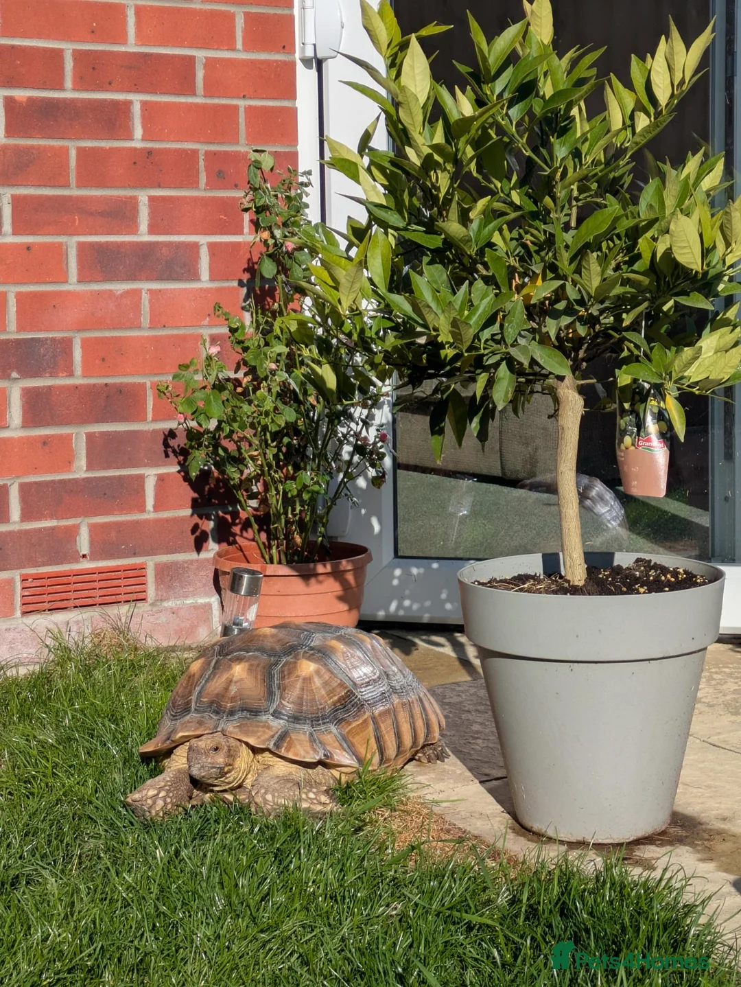 Tortoise reptiles for sale: Sulcuta Tortoise  in Doncaster - Advert 2