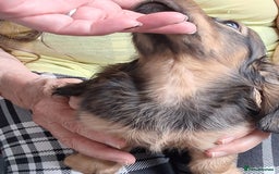 Miniature Dachshund dogs for sale: minature long haired daschund  - Image 3