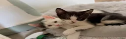 Mixed Breed cats for sale:  Beautiful Black & White Kittens Looking for home in Manchester - Advert 3
