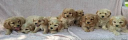 Cavapoochon dogs for sale: Gorgeous Cavapoochon Puppies  - Advert 4