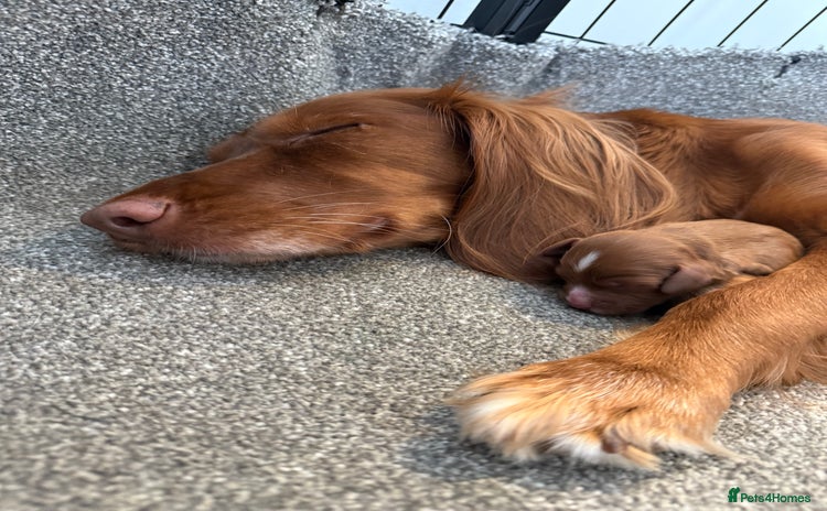 Cocker Spaniel dogs - Advert 5