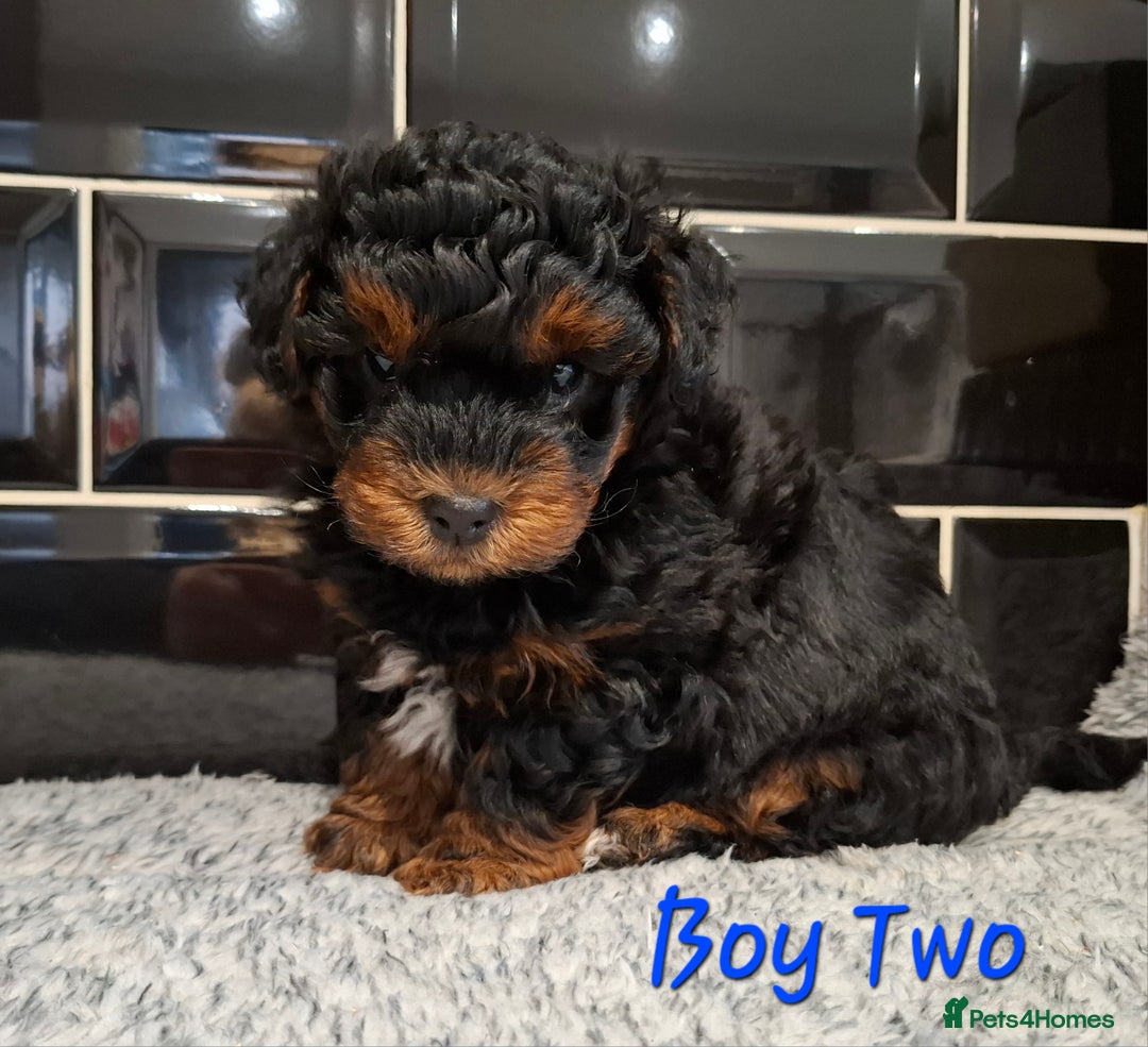 Yorkiepoo dogs for sale: Stunning Yorkiepoo Boys Ready Now - Advert 1
