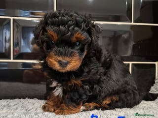 Yorkiepoo dogs Stunning Yorkiepoo Boys Ready Now - Advert 3