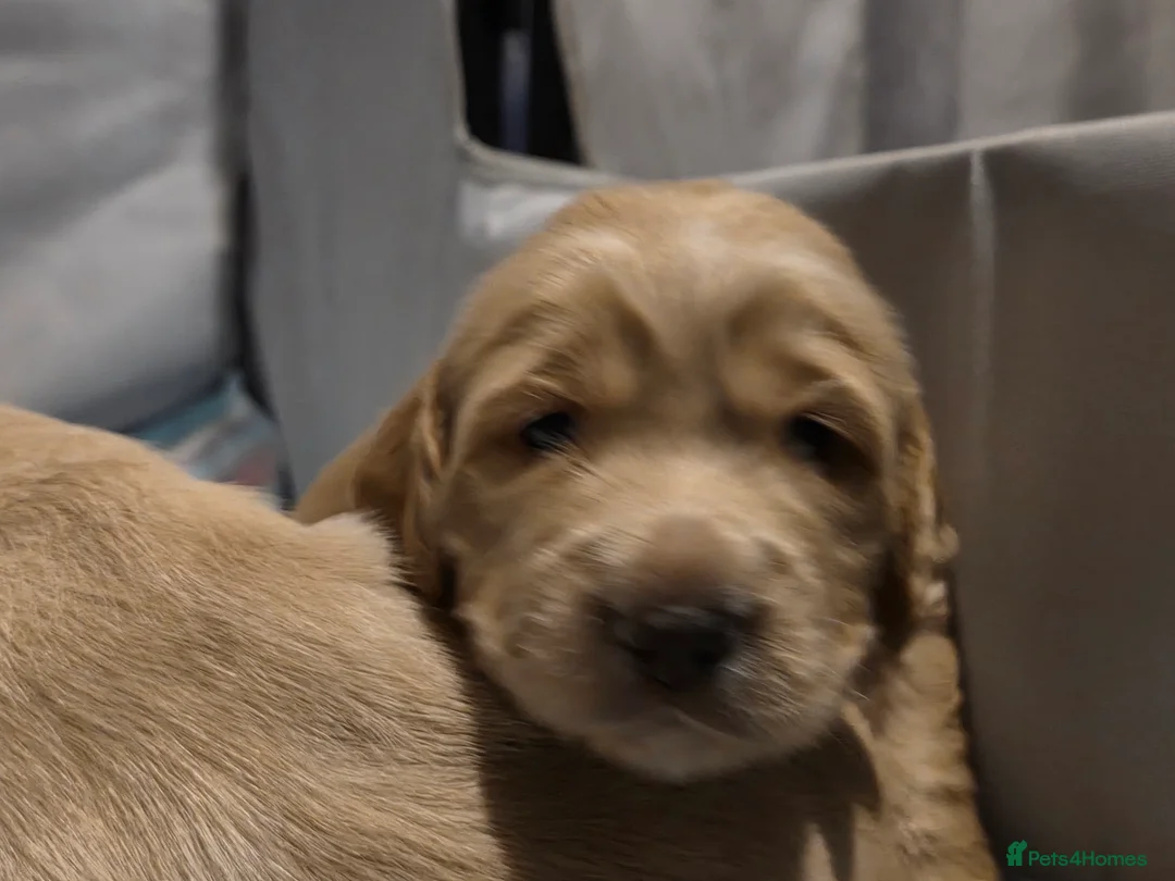 Cocker Spaniel dogs for sale: Cocker Spaniel X Pups  - Advert 7