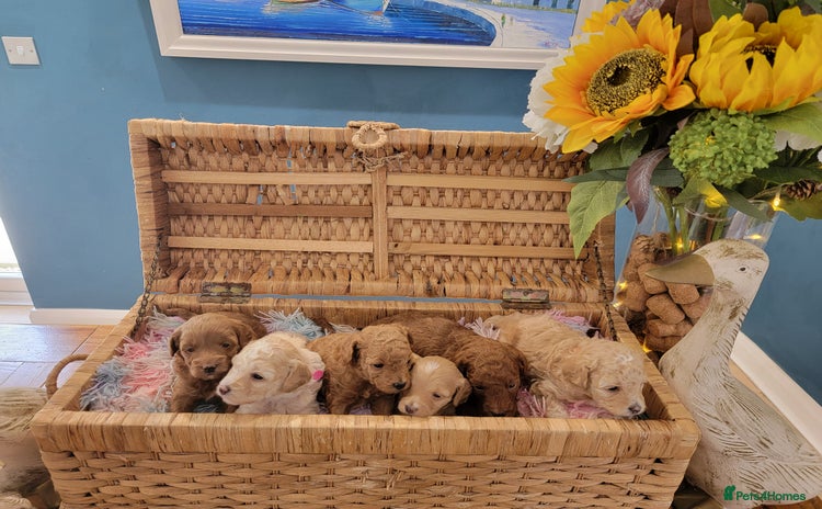 Maltipoo dogs - Advert 8